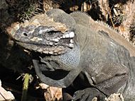 Rhinocerous iguana Cyclura cornuta no.2