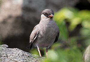 Rock Pratincole by Laura Erickson