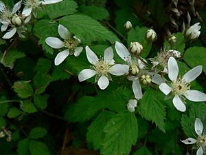 Rubus ursinus 10689.JPG
