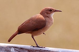 Rufous hornero (Red ovenbird)(Furnarius rufus).JPG