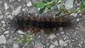Salt Marsh Moth (Estigmene acrea), Larva - Saskatoon 03