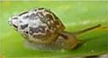 Samoana diaphana