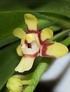 Harlequin orchid Facts for Kids