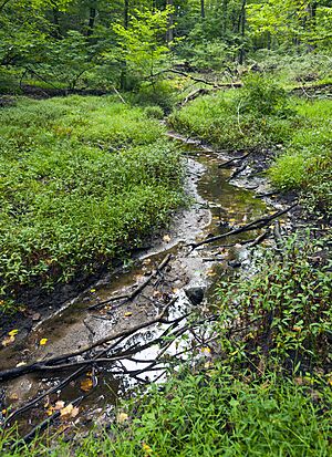 Saw Mill River headwaters September 2014