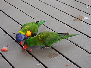 Scaly-breasted Lorikeet, New South Wales, AU imported from iNaturalist photo 350109099
