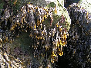 Seaweed 600