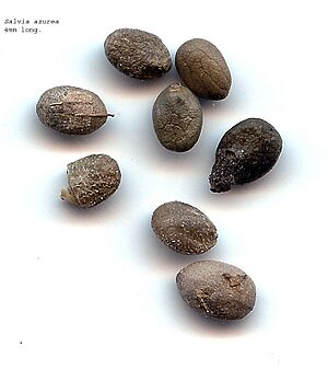 SeedsSalviaazurea