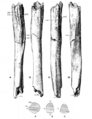 Sinanthropus Humerus II