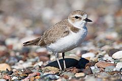 Snowy Plover srgb.jpg