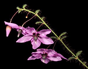 Tetratheca hispidissima - Flickr - Kevin Thiele (1).jpg