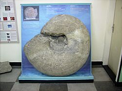 The Biggest Ammonite Found in Bulgaria National Museum of Natural History Sofia