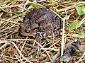 Toad Gunnersbury Triangle
