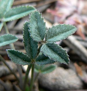 Trifolium gymnocarpon var plummerae 3.jpg