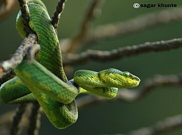 Trimeresurus gramineus