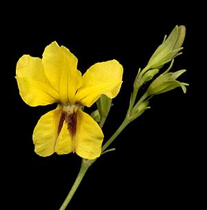 Velleia macrophylla - Flickr - Kevin Thiele.jpg