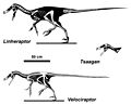 Velociraptorines