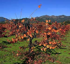 Vineyard in Napa Valley 4 edit1