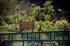 Wailua River State Park Fern Grotto
