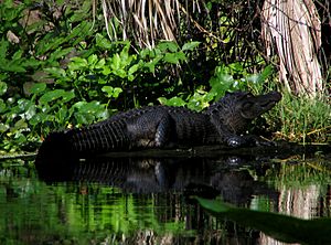 Wekiwa State Park - Alligator