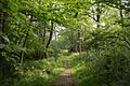West Wood 1