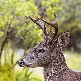 White-tailed deer (Odocoileus virginianus goudotii) male head Chingaza