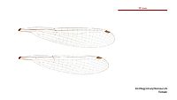 Xanthagrion erythroneurum female wings (34722053596)