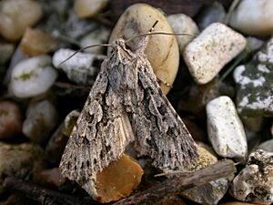 Xylocampa areola