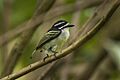 Yellow-rumped Tinkerbird - Uganda H8O497