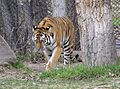 ZooMontana Tiger 01