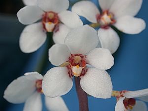 A and B Larsen orchids - Sarcochilus hartmannii DSCN5160.JPG