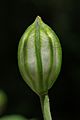 Allium oreophilum ÖBG 2014-05-25 (04)