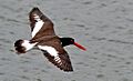 American Oystercatcher (Haematopus palliatus) in flight