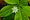 Lysimachia borealis, American starflower, Newport State Park