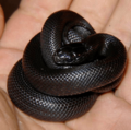 Baby-mexican-black-kingsnake