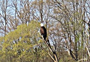 Bald Eagle on Weister Creek, WI Beaver Pond