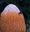 Banksia prionotes 4 gnangarra