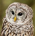 Barred Owl Closeup