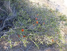 Beaufortia aestiva (habit) growing near Binnu