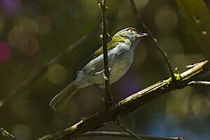 Black-billed Peppershrike - Ecuador S4E3905 (22586281998).jpg
