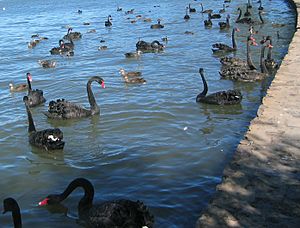 Black Swans Canberra