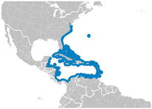 Blue Parrotfish Scarus coeruleus distribution map.png