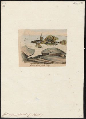 Callionymus fasciatus - 1700-1880 - Print - Iconographia Zoologica - Special Collections University of Amsterdam - UBA01 IZ13600141.tif