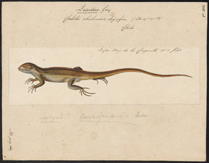 Calotes chilensis - 1700-1880 - Print - Iconographia Zoologica - Special Collections University of Amsterdam - UBA01 IZ12800117