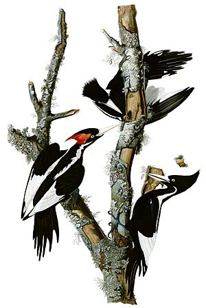 Campephilus principalisAWP066AA2