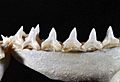 Carcharhinus leucas lower teeth