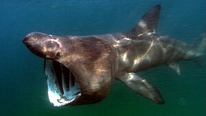 Cetorhinus maximus atlantic.jpg