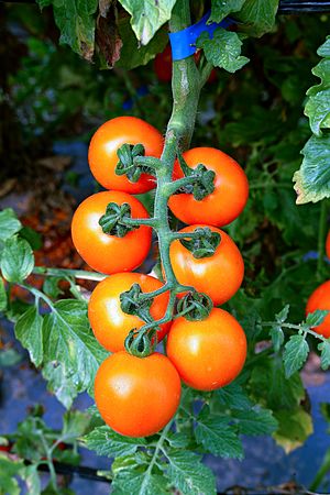 Cherry tomatoes by WorldVeg
