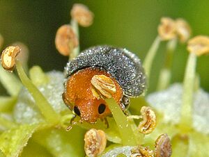 Coccinellidae - Cryptolaemus montrouzieri-001