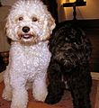 Cockapoo Male and Female Cockapoos One Year Old