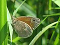 Common Ringlet
